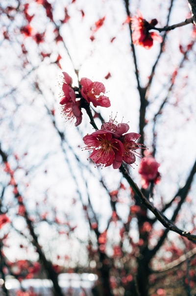 Tilt shift lens of red flowers
